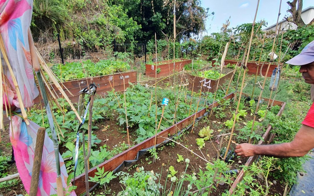 Jardin partagé – La Ravine la fleur