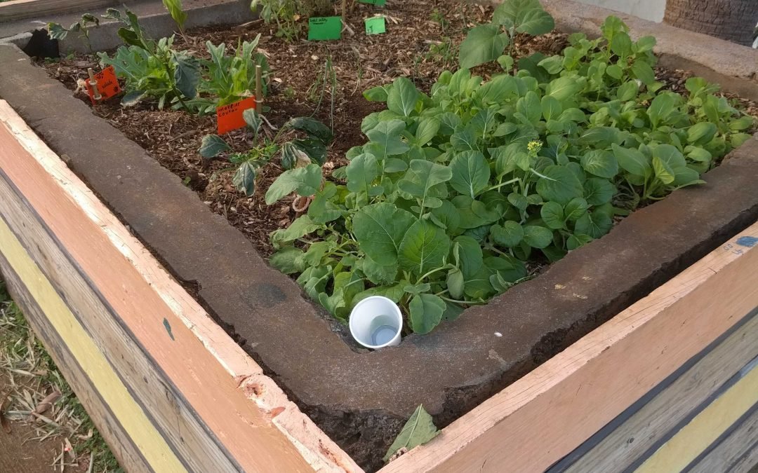 Jardin partagé –  Quartier Héliotrope