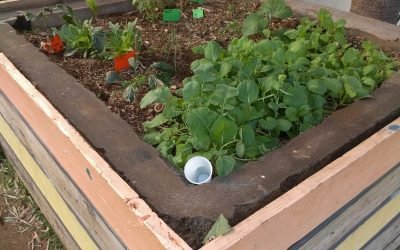 Jardin partagé –  Quartier Héliotrope