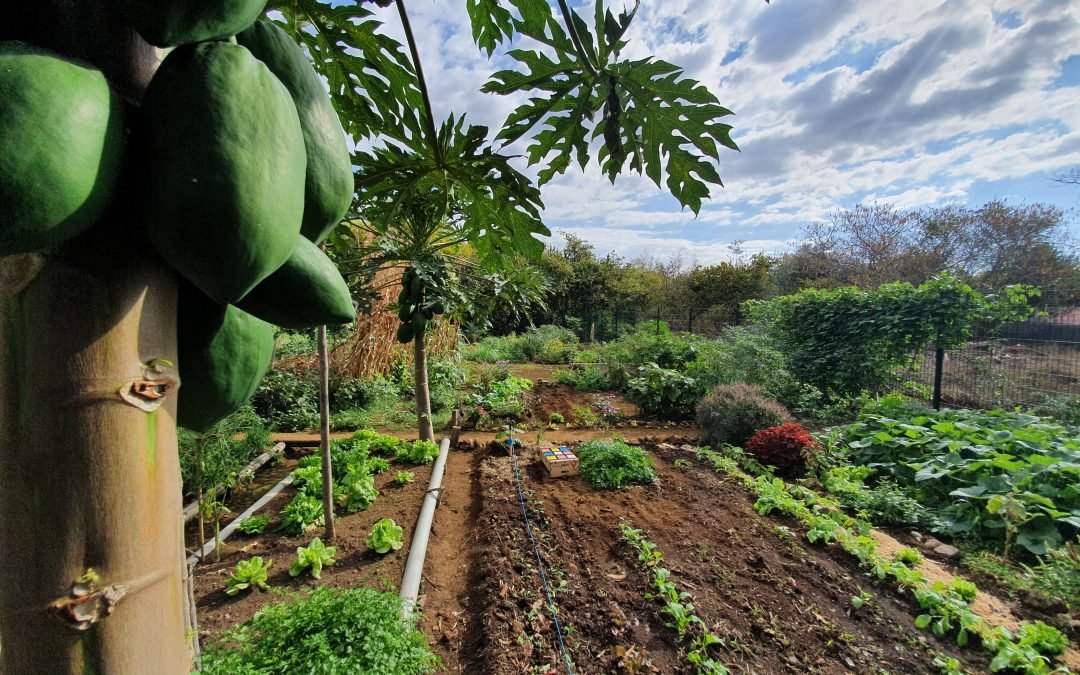 Jardin Partagé – Camp Magloire
