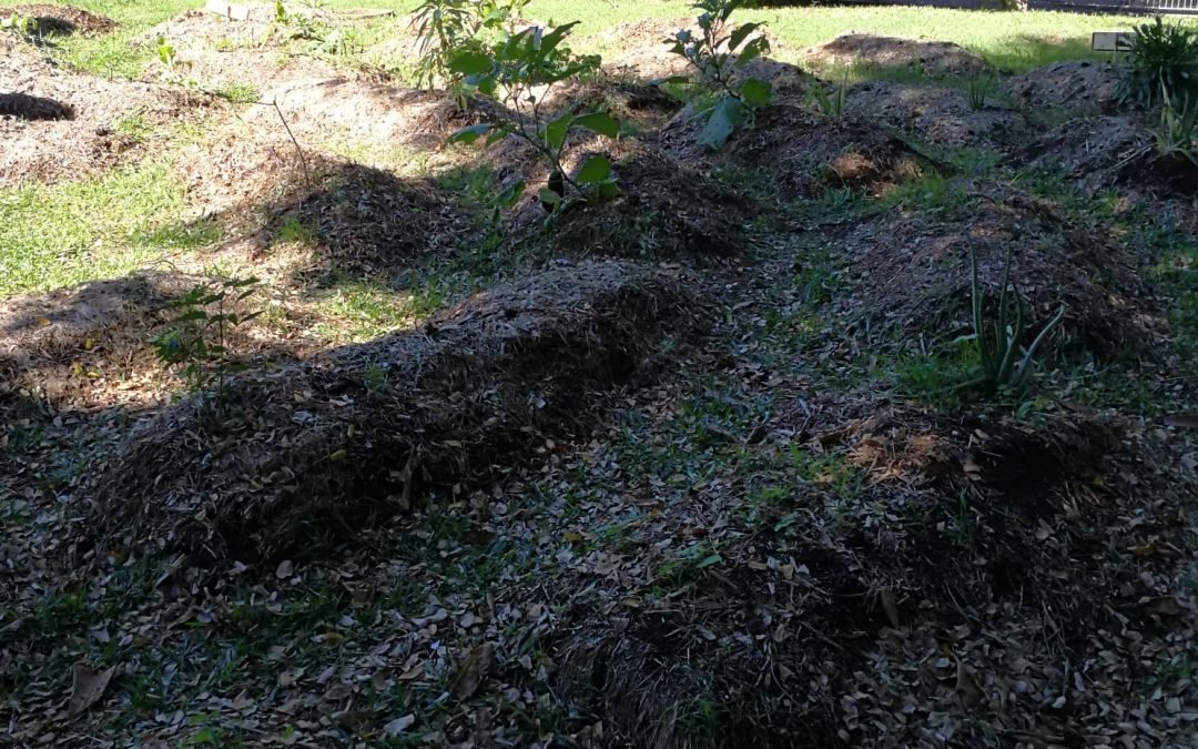 Jardin Scolaire – Ecole Francis Rivière