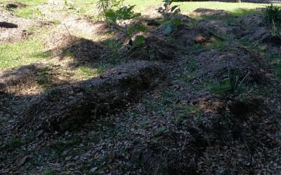 Jardin Scolaire – Ecole Francis Rivière