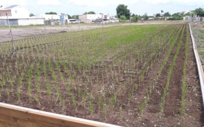 Bac Autonome Rizière – Résultats 360m²