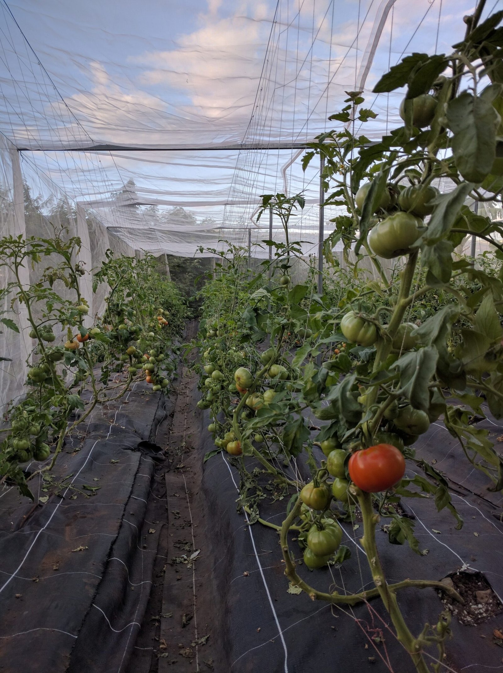 Premieres tomates juin 2016