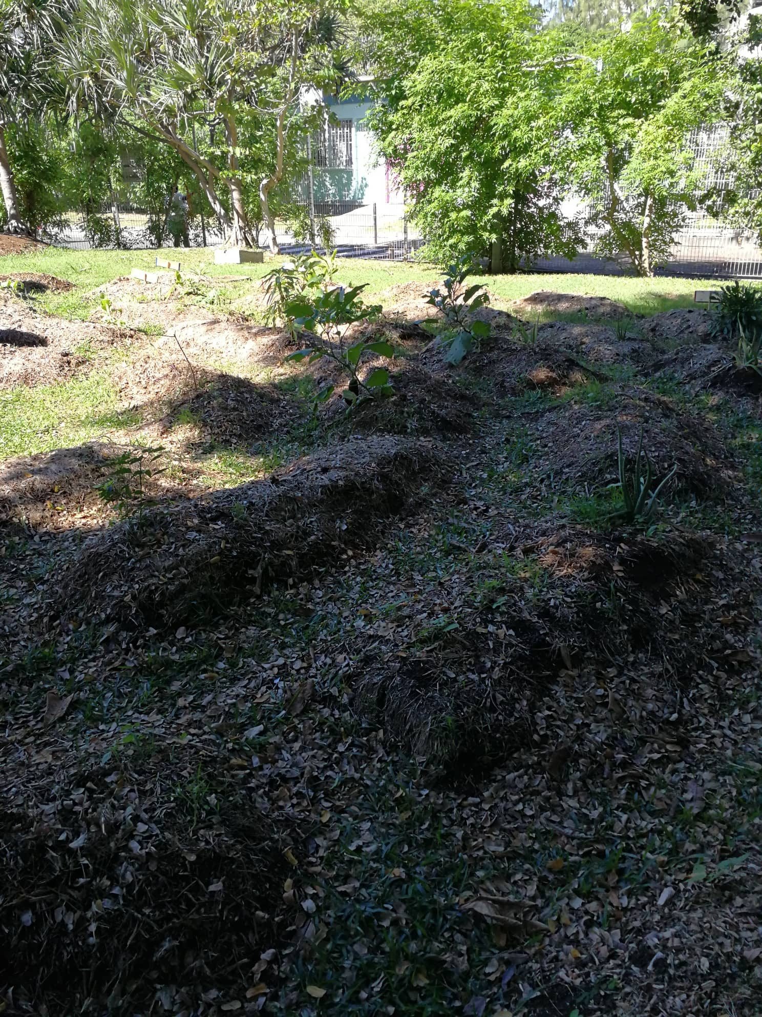 Zardin cole francis rle port