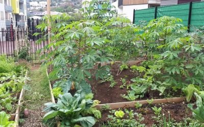 Jardin partagé Les Merveilles – Kaloupilé – Les Intemporelles