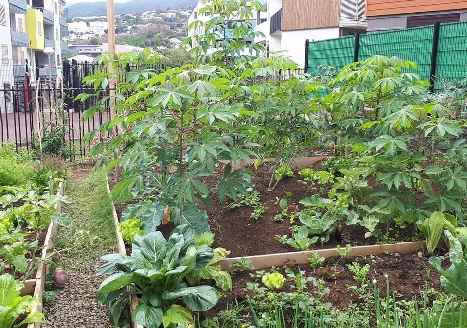 Jardin partagé Les Merveilles – Kaloupilé – Les Intemporelles