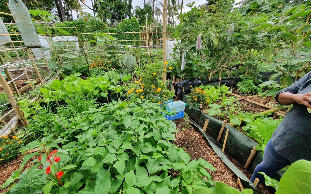 Jardin partagé – Les Latanias