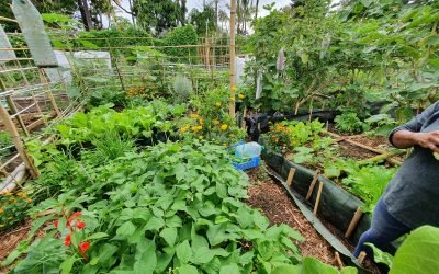 Jardin partagé – Les Latanias